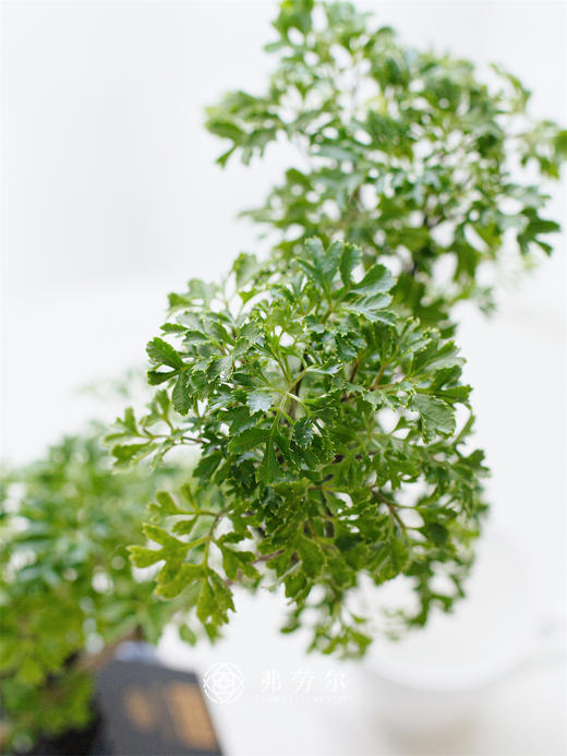 JT羽叶福禄桐 商品图1