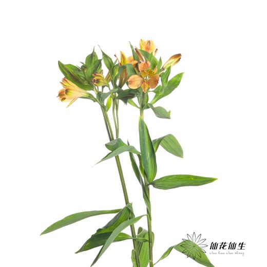 六出花 | 鸡尾酒 商品图3