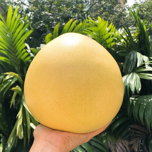 广州梅州蜜柚  天然的水果罐头 商品图4