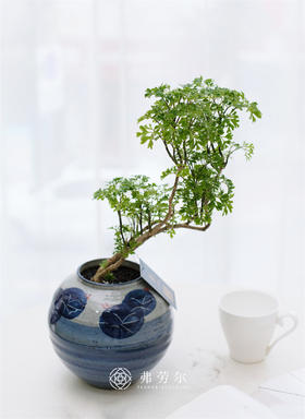 JT羽叶福禄桐