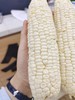玉米10个（赠品） 商品缩略图0