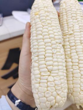 玉米10个（赠品）