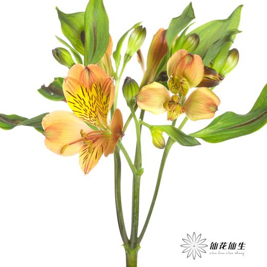 六出花 | 鸡尾酒 商品图2