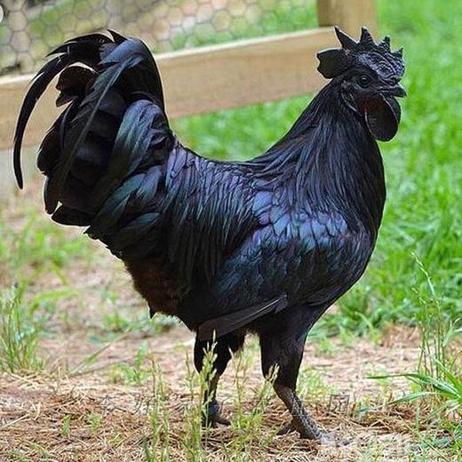 《本草纲目》记录药鸡临泉林下散养五黑鸡2年土母鸡活鸡3斤左右公鸡1年左右 商品图5