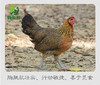 琼中山鸡母鸡（黑脚) 商品缩略图1