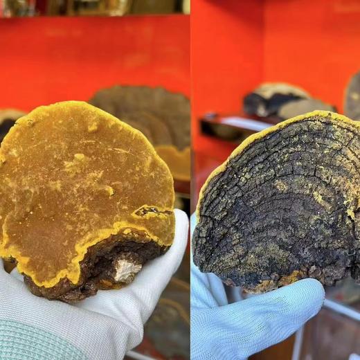 原始森林深山野生桑黄，每天煮水喝一点，健康不止一点点 商品图5