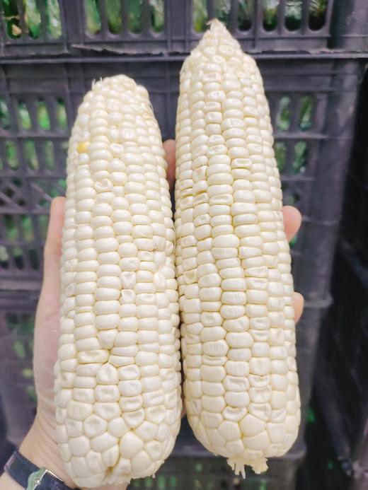 玉米10个（赠品） 商品图1