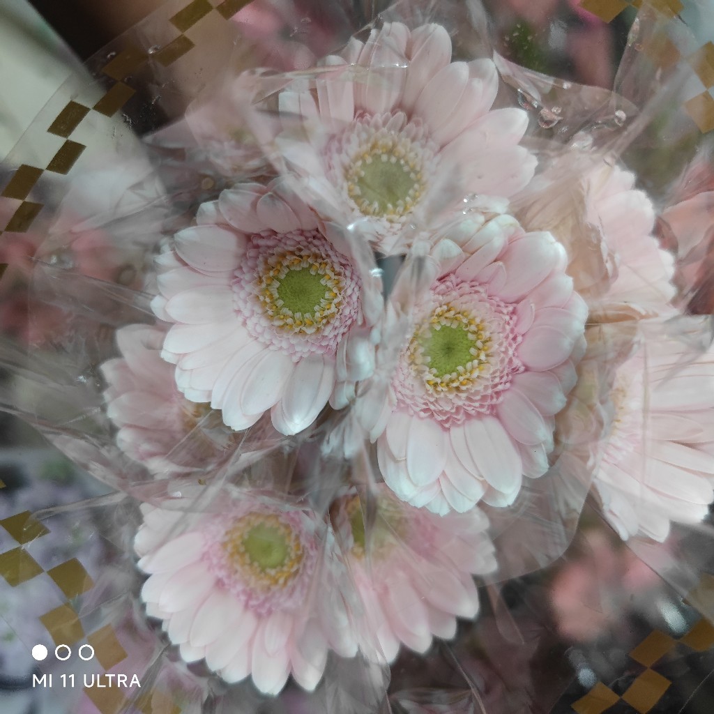 浅粉（华莎）小扶郎