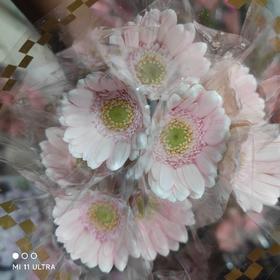 浅粉（华莎）小扶郎