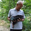 《本草纲目》记录药鸡临泉林下散养五黑鸡2年土母鸡活鸡3斤左右公鸡1年左右 商品缩略图4