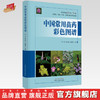 中国常用苗药彩色图谱 罗君 唐东昕 赵琳珺 主编 中国中医药出版社 333种常用苗族药  751幅原植物彩色图谱 商品缩略图0
