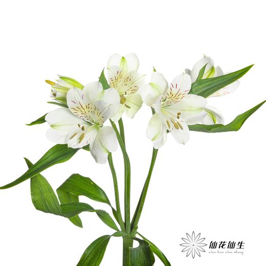 六出花 | 玛莎 商品图4