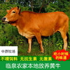 临泉冰鲜牛舌农家放养黄牛新鲜现杀黄牛精修牛舌头 商品缩略图4