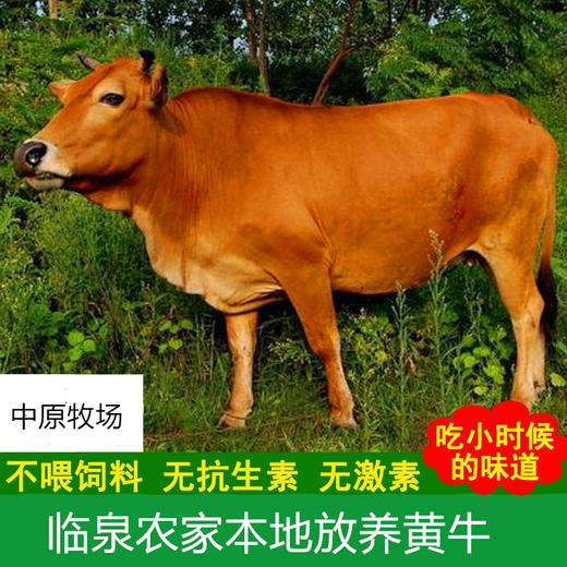 临泉冰鲜牛舌农家放养黄牛新鲜现杀黄牛精修牛舌头 商品图4