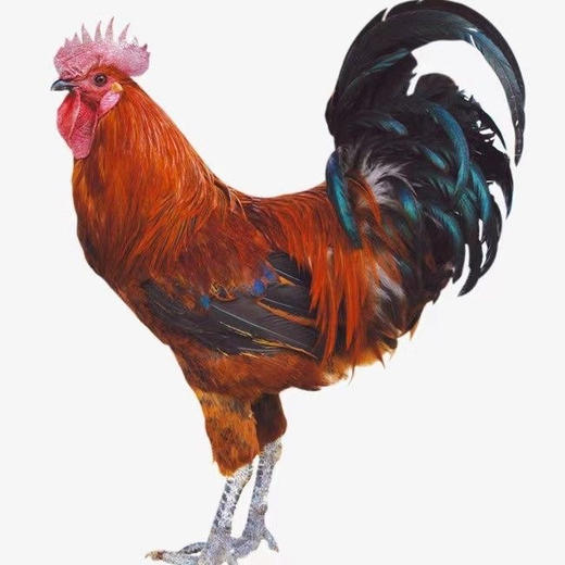 临泉农家散养土公鸡300日龄左右活鸡4斤以上 商品图0