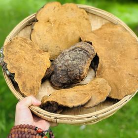 原始森林深山野生桑黄，每天煮水喝一点，健康不止一点点