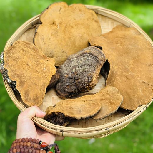 原始森林深山野生桑黄，每天煮水喝一点，健康不止一点点 商品图0