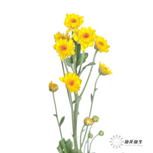配花 | 小菊南农小金星 商品图0