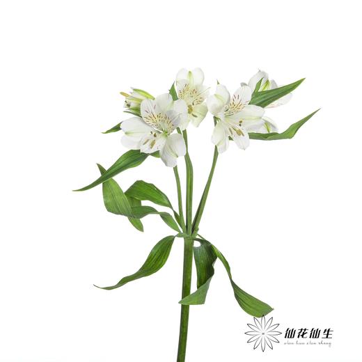 六出花 | 玛莎 商品图1