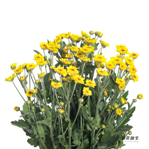 配花 | 小菊南农小金星 商品图2