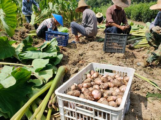芋艿（500g） 商品图1