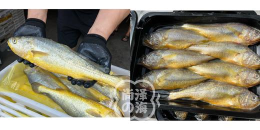 舟山中秋 深海野生海鲜大礼包 4种搭配 任君选择 商品图8