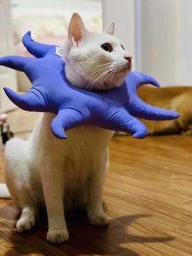 超软伊丽莎白圈