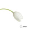 国产郁金香 | 兰卡白 商品缩略图4
