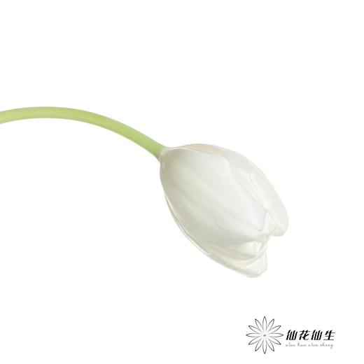 国产郁金香 | 兰卡白 商品图4