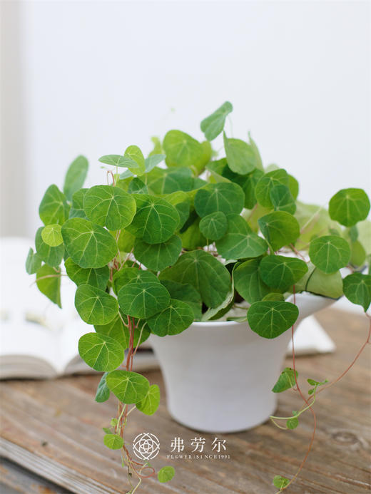 JT山乌龟 商品图2