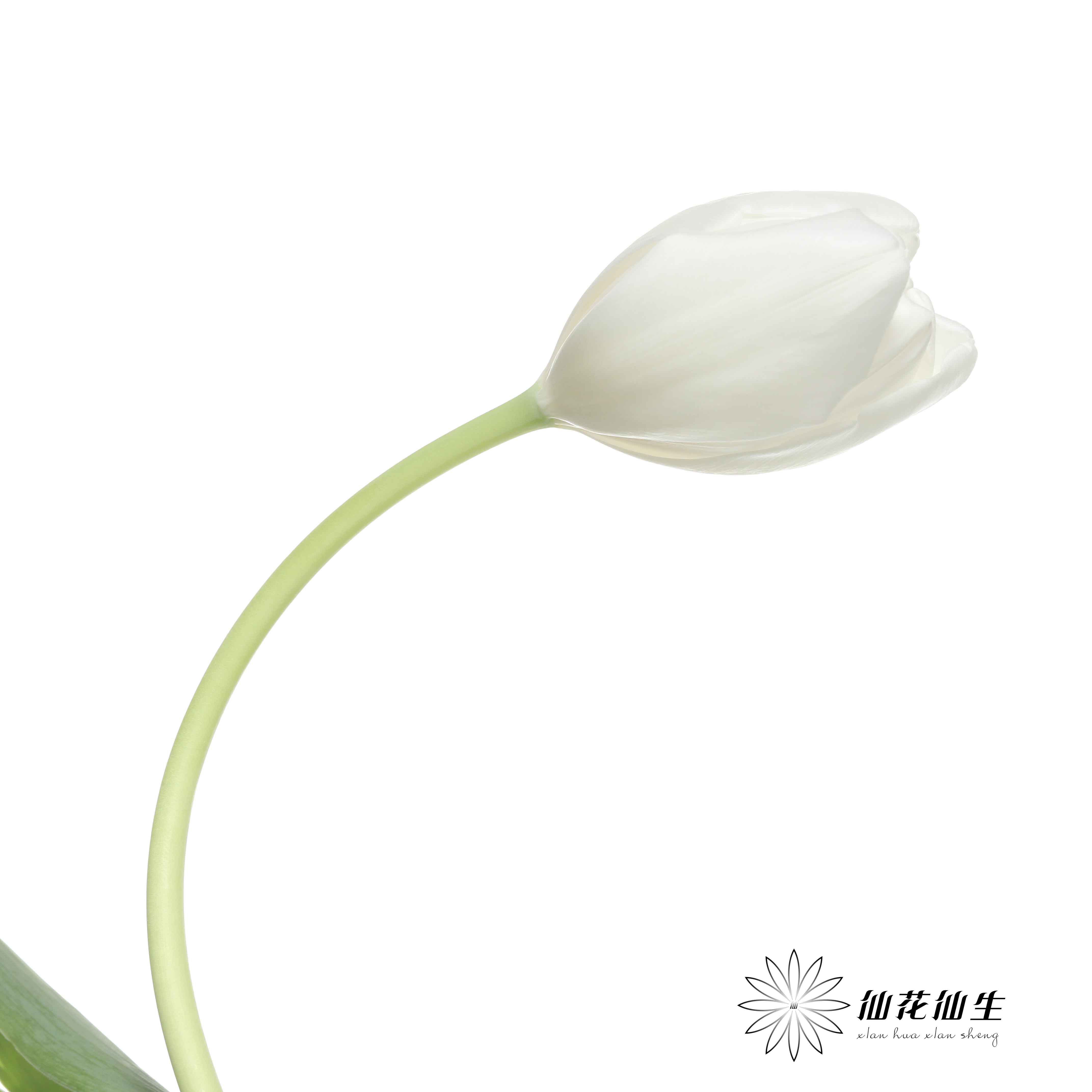 国产郁金香 | 兰卡白