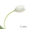 国产郁金香 | 兰卡白 商品缩略图0