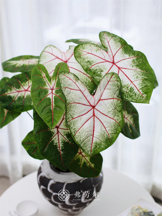 JT彩叶芋小 商品图0