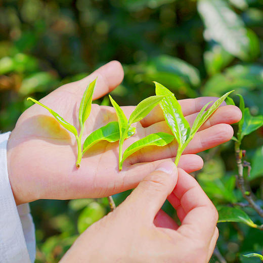 【618开门红】【掌柜私藏—老班章】2014年老班章纯料原料掌柜个人仓库收藏准备好迎接来自神物的降临有钱难买的高级货 商品图4