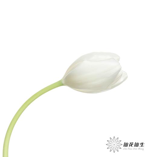 国产郁金香 | 兰卡白 商品图2