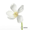 国产郁金香 | 兰卡白 商品缩略图1