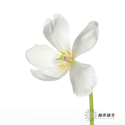 国产郁金香 | 兰卡白 商品图1