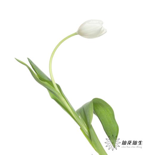 国产郁金香 | 兰卡白 商品图5