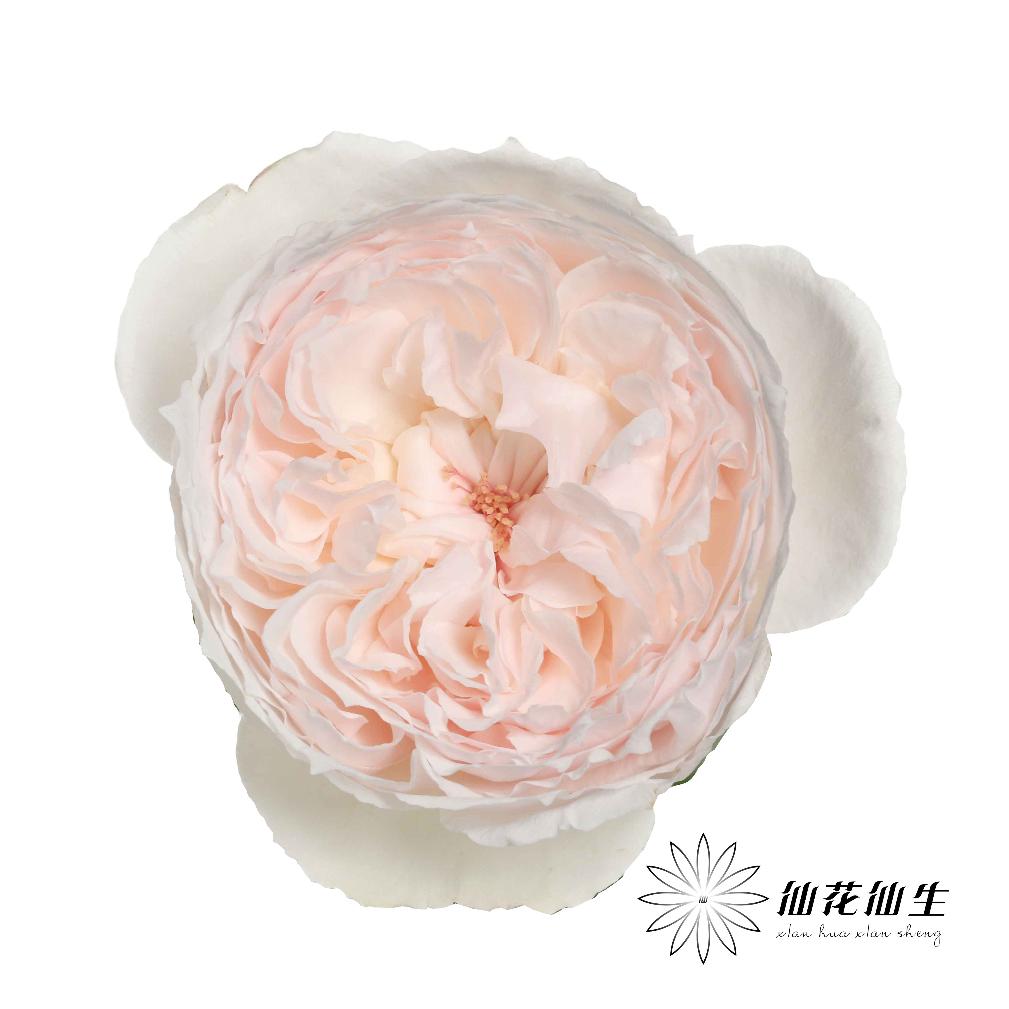 单头玫瑰 | 可爱瓷【小众玫瑰，单买不发货，可能有红边，介意慎拍】