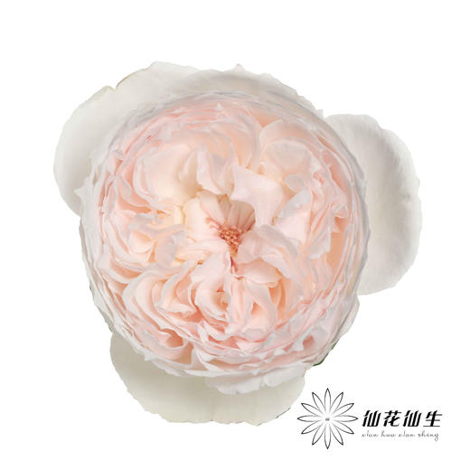 单头玫瑰 | 可爱瓷【小众玫瑰，单买不发货，可能有红边，介意慎拍】 商品图0