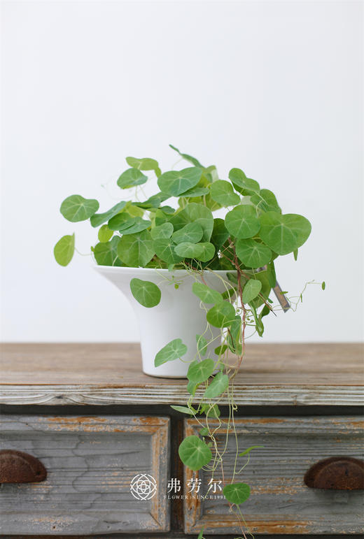 JT山乌龟 商品图0