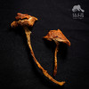 野生高山菌干 | 合作生产*Wild Alpine Mushroom Dried | Coproduction 商品缩略图3