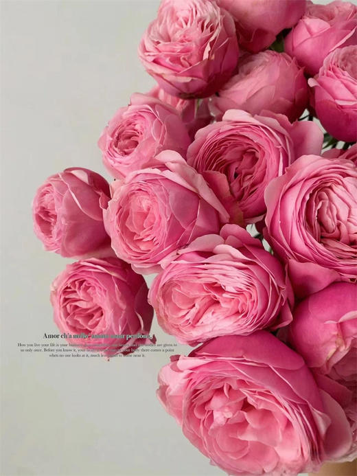 肯尼亚Silva Pink樱桃小丸子多头玫瑰花5支 商品图0