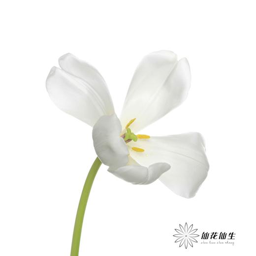 国产郁金香 | 兰卡白 商品图3