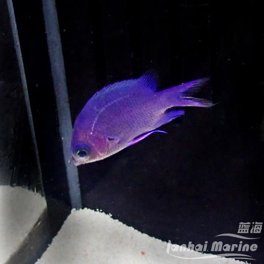 紫光雀 商品图4