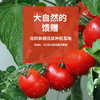 【2023年新货】（京东/顺丰）冠农番倍爽（无糖）番茄汁 零添加  番茄 商品缩略图6