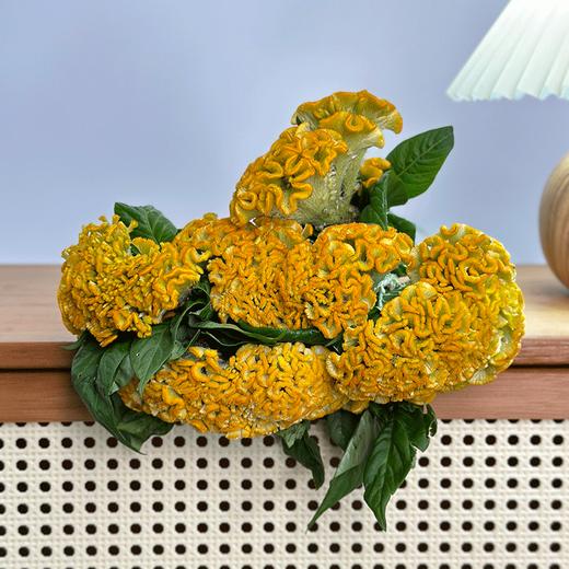 稀有小众鸡冠花多色可选 商品图1