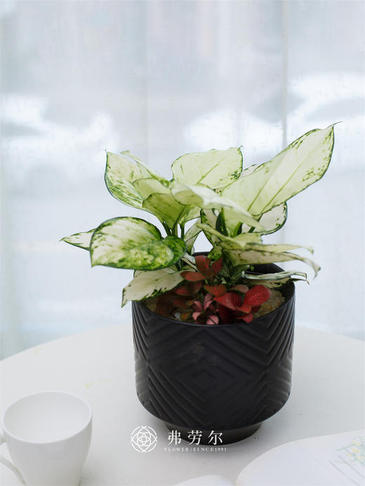 白象（颜色随机） 商品图0