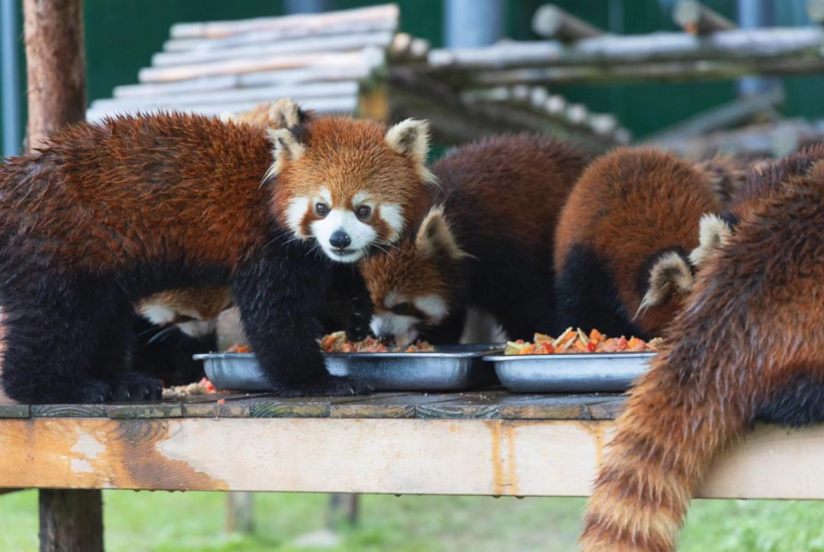 【森林招募令】我是小熊猫代言人，与小熊猫近距离亲密互动，童话森林里小小木工设计师为小鸟们建造树上家园！