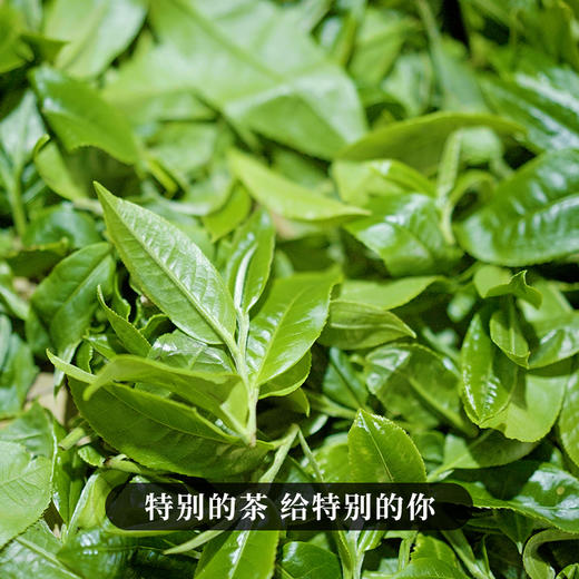 【七星千羽孔雀】2023年头春头采周年庆特制品从经典到创新始于班章终于易武两大鼎级产区独家拼配技艺拍5发6拍20发25 商品图1